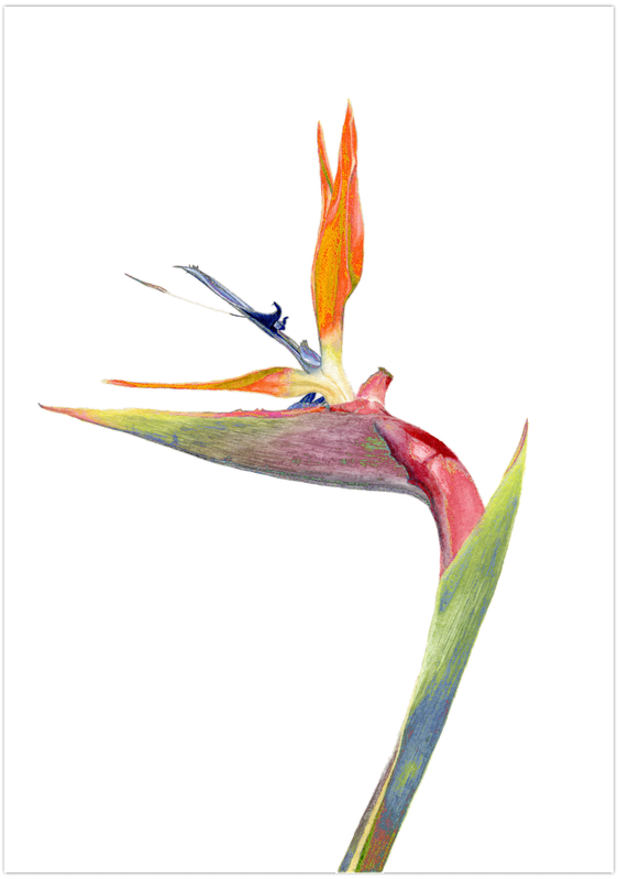 Sample A4 one-pet painting